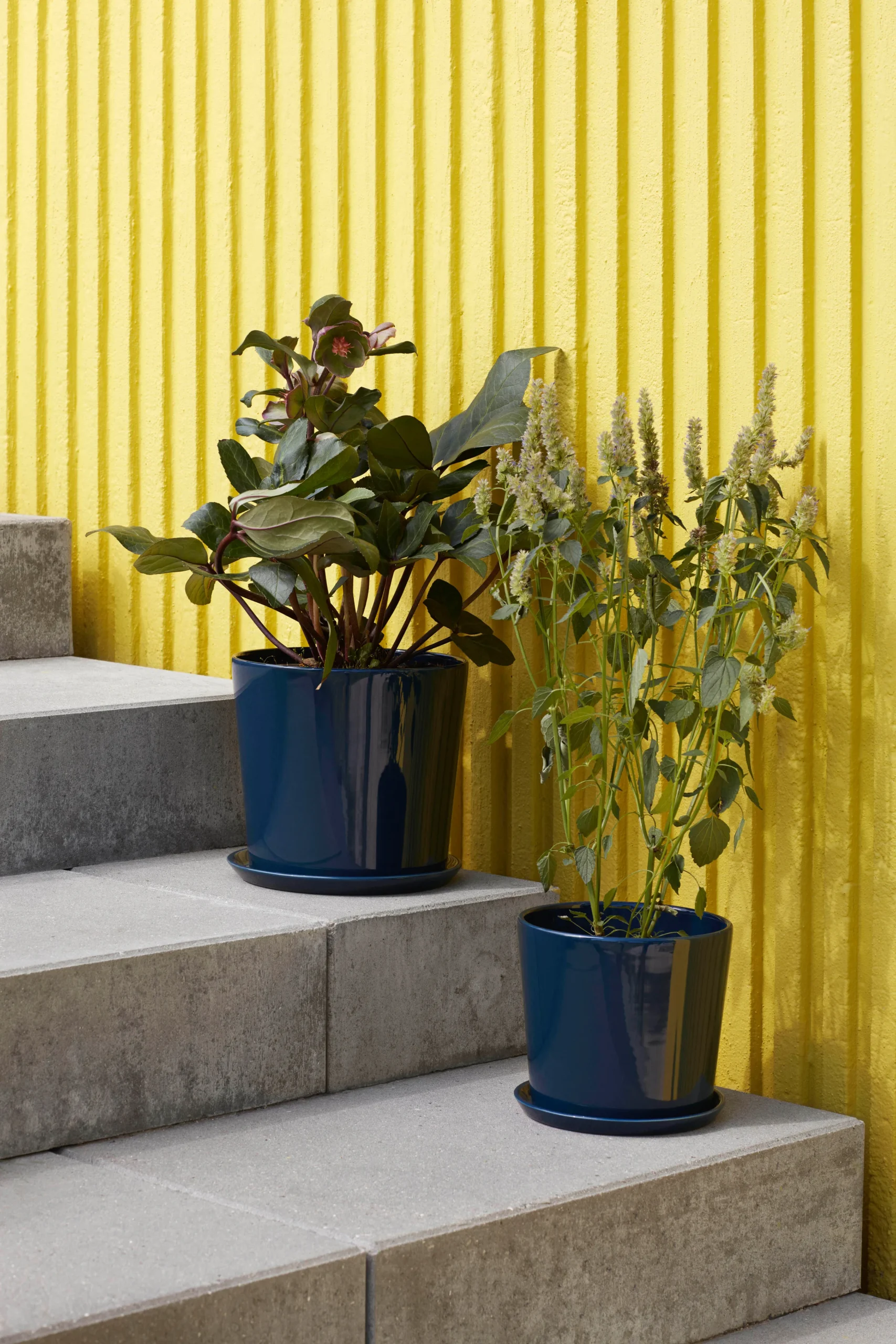 Hay Botanical Family Blumentopf L Ø18cm 2 Hay Botanical Family Blumentopf L Ø18cm – Bild 2