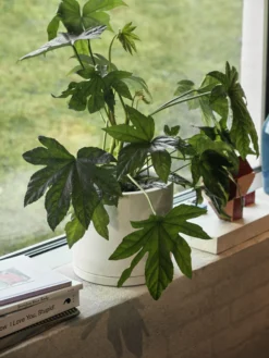 Hay -Hay 511224 01 2 EnvironmentImage ad14e561c4 scaled