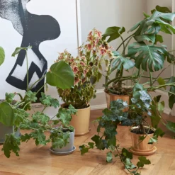 Hay Botanical Family Blumentopf 6 Hay Botanical Family Blumentopf -Hay botanical family galleri 4 f245c96f81