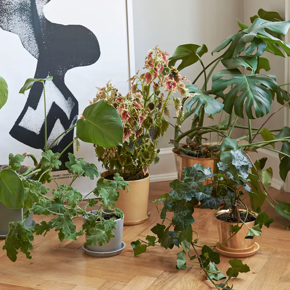 Hay Botanical Family Blumentopf 3 Hay Botanical Family Blumentopf – Bild 3